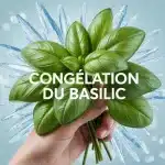 bouquet de basilic frais et congelé avec cristaux de glace