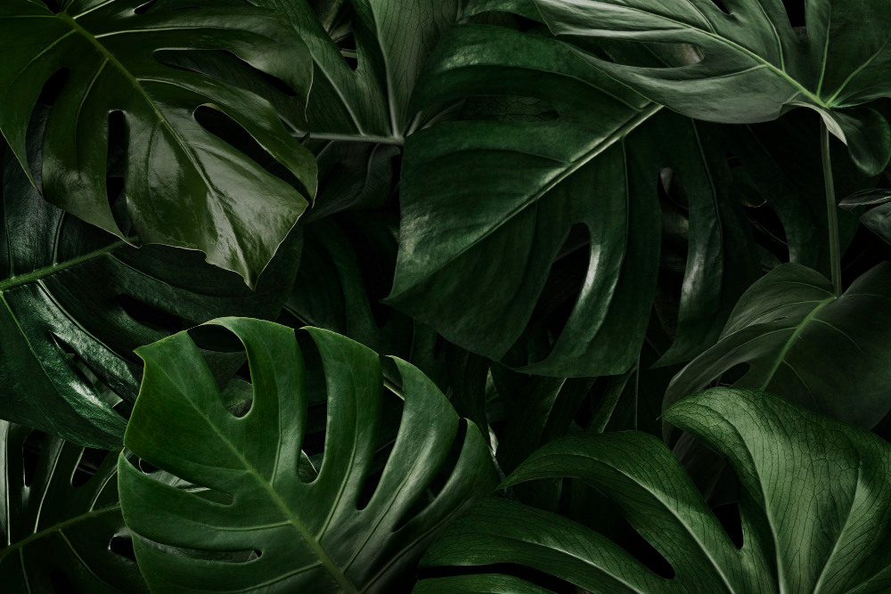 Plante verte d&rsquo;intérieur : conseils et variétés pour un espace vivant